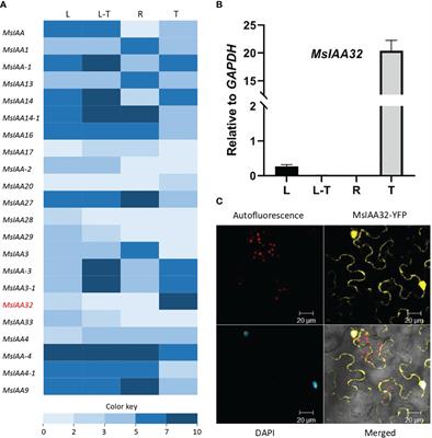 A non-canonical Aux/IAA gene MsIAA32 regulates peltate glandular trichome development in spearmint